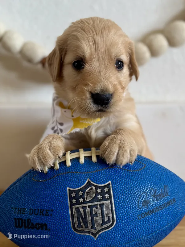 Poppy’s Orange Boy 🧡 – Golden Retriever puppy for sale in Seymour, MO