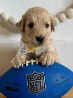 Poppy’s Orange Boy 🧡, a male Golden Retriever for sale in Seymour, MO – 4 of 7