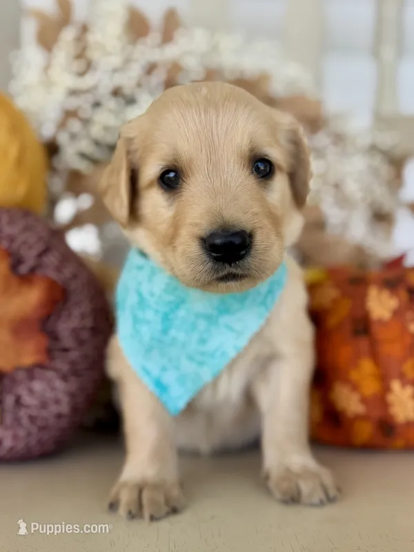 Poppy’s Light Blue Boy 🩵 – Golden Retriever puppy on hold in Seymour, MO