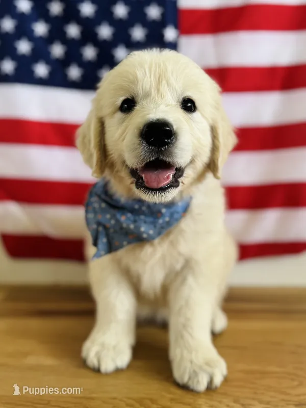 Chloe’s Orange Boy – English Cream Golden Retriever puppy for sale in Seymour, MO