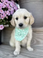 Piper’s Green Girl 💚, a female Golden Retriever for sale in Seymour, MO – 1 of 7
