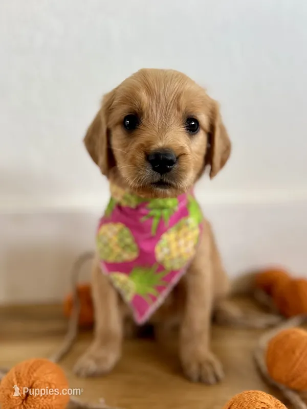 Poppy’s Pink Girl 🩷 – Golden Retriever puppy for sale in Seymour, MO