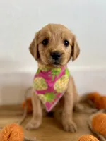 Poppy’s Pink Girl 🩷, a female Golden Retriever for sale in Seymour, MO – 2 of 7