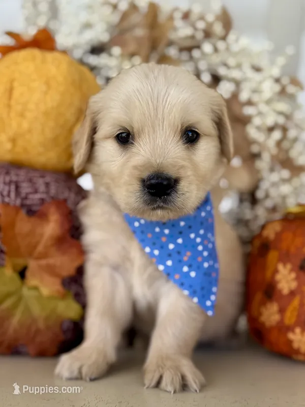 Piper’s Blue Boy 💙 – Golden Retriever puppy for sale in Seymour, MO