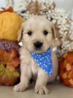 Piper’s Blue Boy 💙, a male Golden Retriever for sale in Seymour, MO – 2 of 6