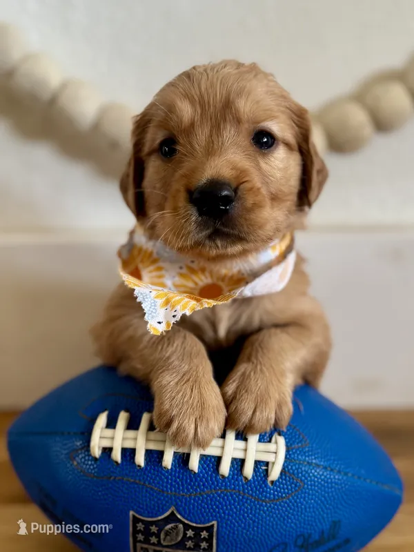 Poppy’s Yellow Girl 💛 – Golden Retriever puppy for sale in Seymour, MO