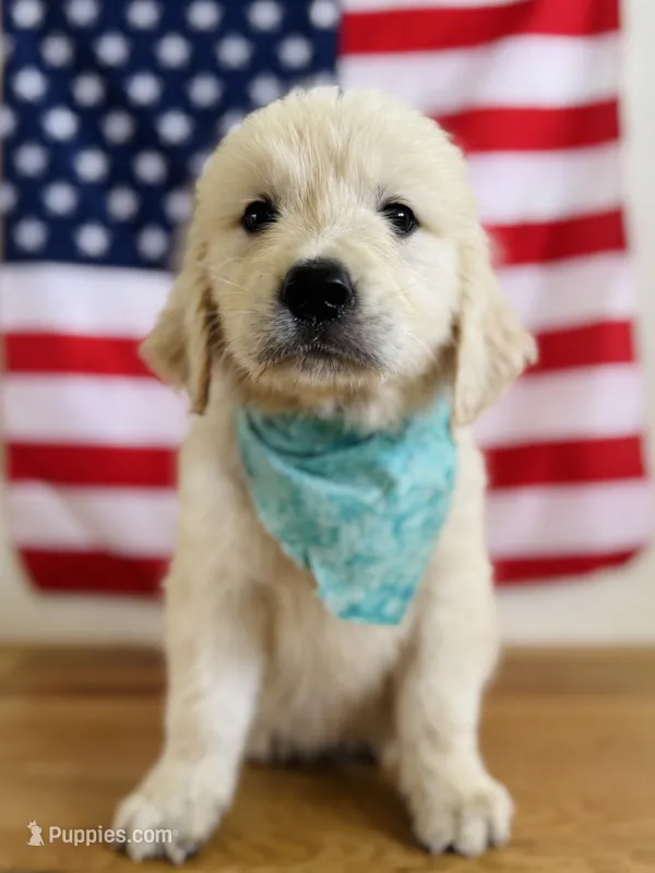 Chloe’s Green Boy – English Cream Golden Retriever puppy for sale in Seymour, MO