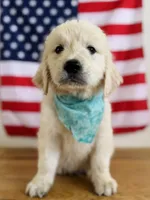 Chloe’s Green Boy, a male English Cream Golden Retriever for sale in Seymour, MO – 1 of 7
