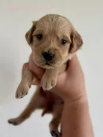 Piper’s Light Pink Girl 🩷, a female Golden Retriever for sale in Seymour, MO – 4 of 6