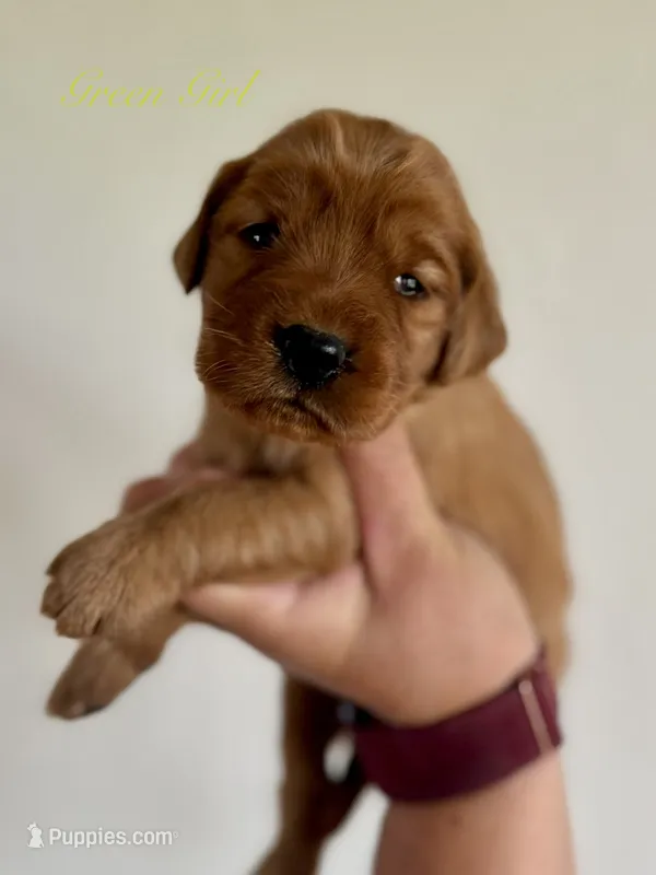 Penny’s Green Girl – Golden Retriever puppy for sale in Seymour, MO