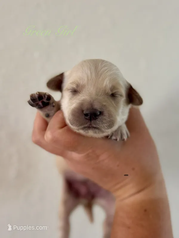 Piper’s Green Girl 💚 – Golden Retriever puppy for sale in Seymour, MO