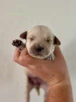 Piper’s Green Girl 💚, a female Golden Retriever for sale in Seymour, MO – 1 of 1