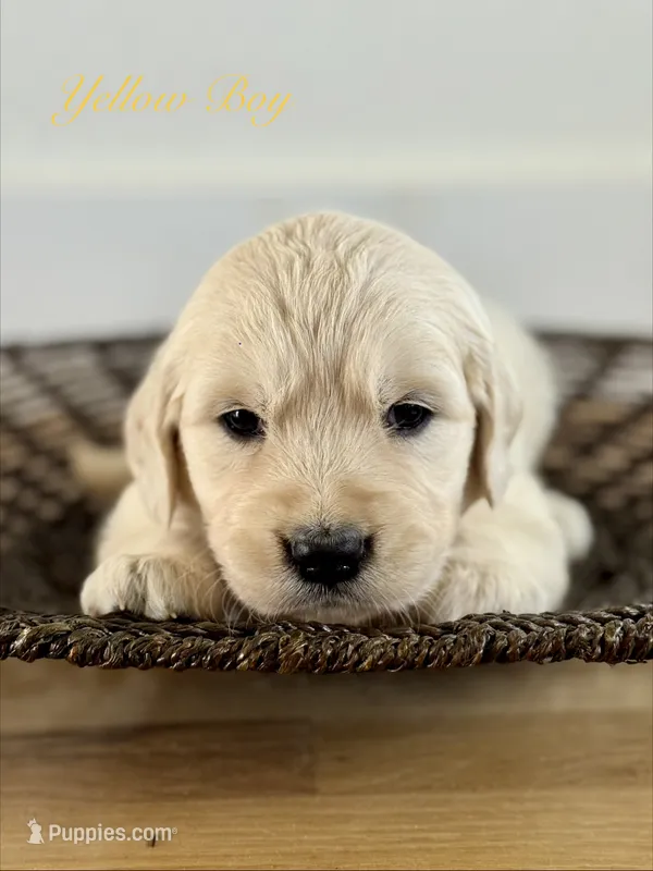 Chloe’s Yellow Boy – English Cream Golden Retriever puppy for sale in Seymour, MO