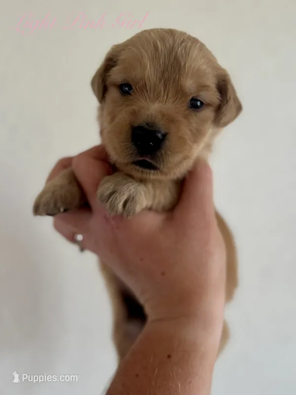 Poppy’s Light Pink Girl 🩷 – Golden Retriever puppy for sale in Seymour, MO