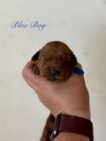 Penny’s Blue Boy, a male Golden Retriever for sale in Seymour, MO – 2 of 2