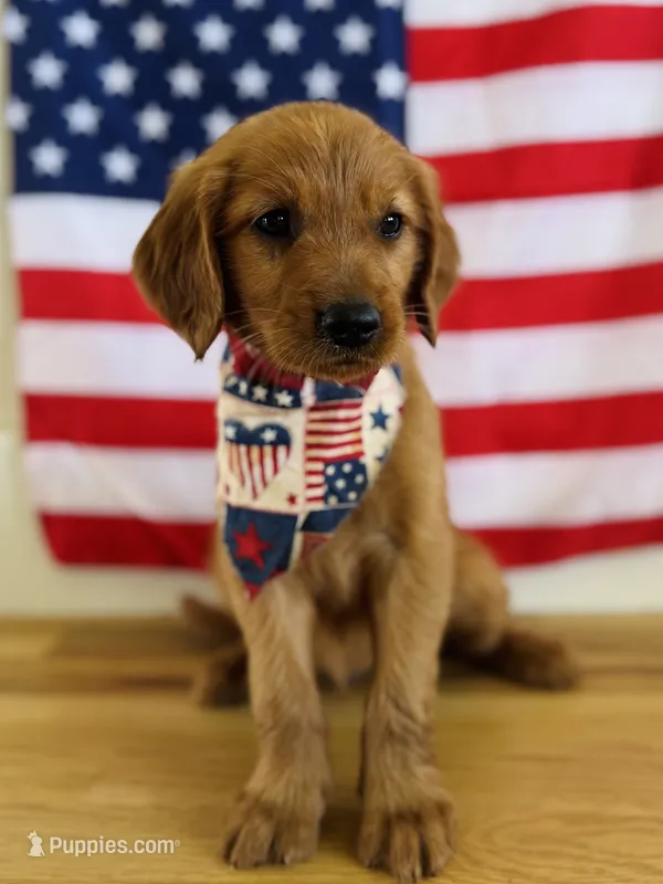 Penny’s Blue Boy – Golden Retriever puppy for sale in Seymour, MO