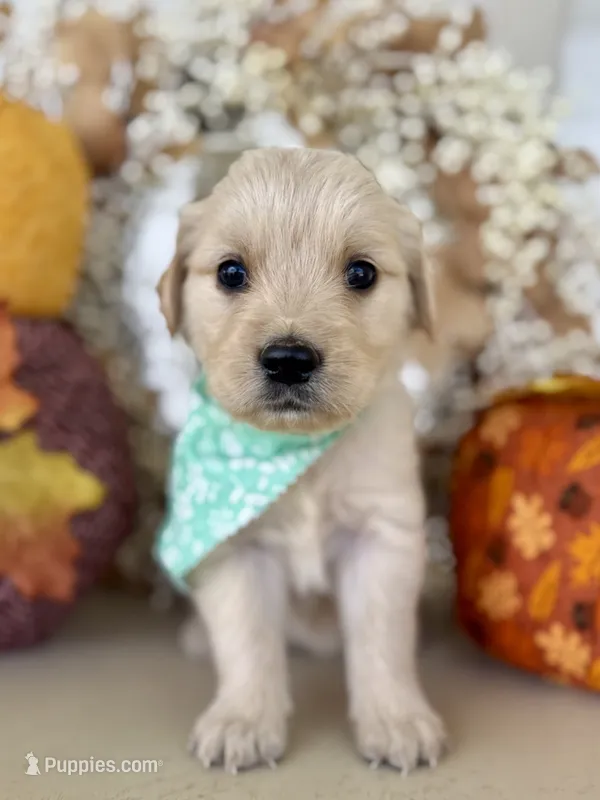Piper’s Green Girl 💚 – Golden Retriever puppy for sale in Seymour, MO