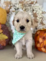 Piper’s Green Girl 💚, a female Golden Retriever for sale in Seymour, MO – 3 of 7
