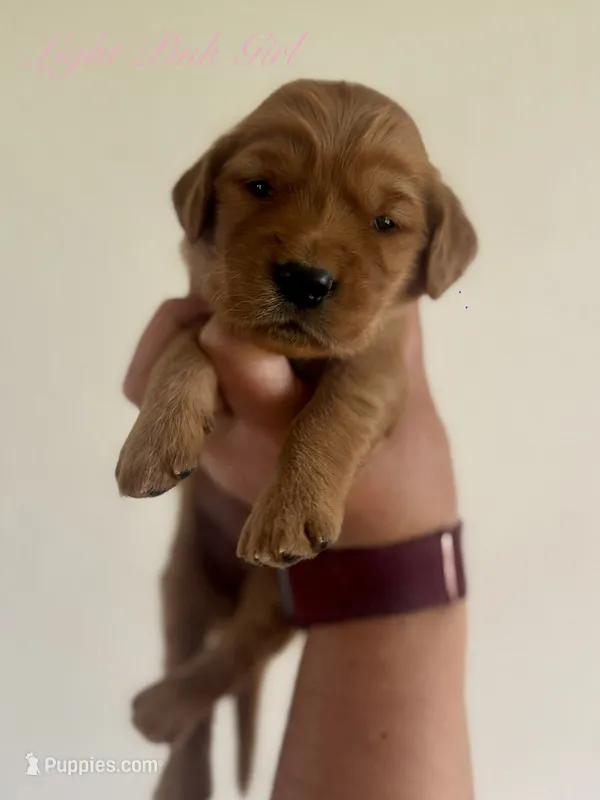 Penny’s Light Pink Girl – Golden Retriever puppy for sale in Seymour, MO