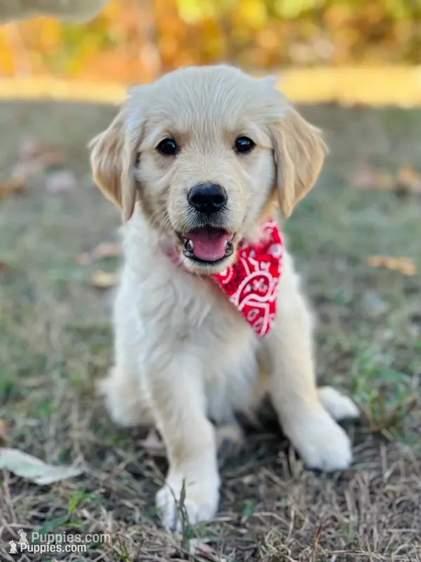 Piper’s Red Boy ❤️ – Golden Retriever puppy for sale in Seymour, MO