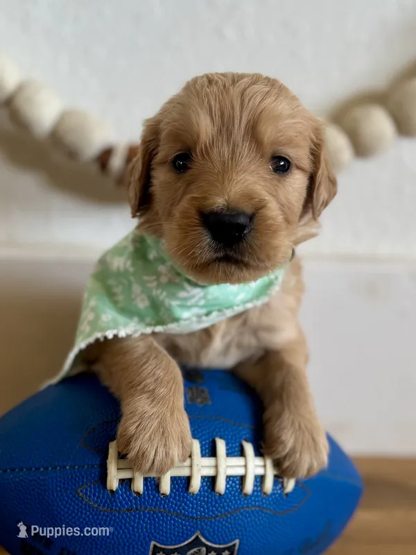 Poppy’s Green Girl 💚 – Golden Retriever puppy for sale in Seymour, MO