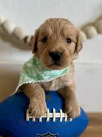 Poppy’s Green Girl 💚, a female Golden Retriever for sale in Seymour, MO – 5 of 8