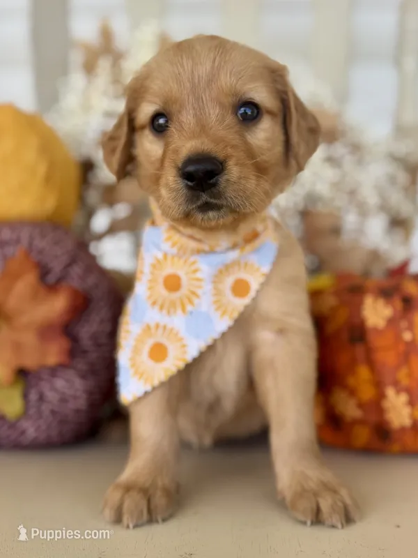 Poppy’s Yellow Girl 💛 – Golden Retriever puppy for sale in Seymour, MO
