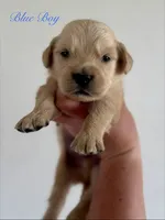 Piper’s Blue Boy 💙, a male Golden Retriever for sale in Seymour, MO – 4 of 6