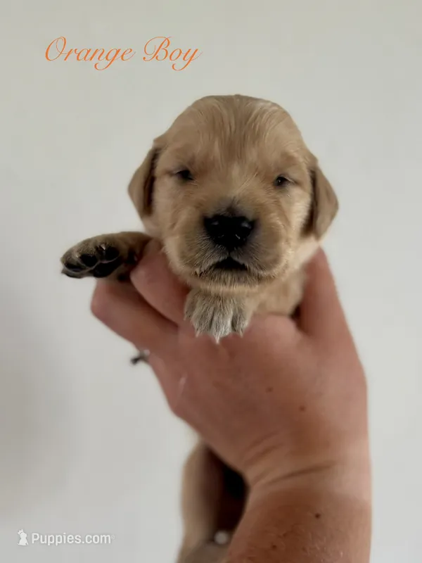 Poppy’s Orange Boy 🧡 – Golden Retriever puppy for sale in Seymour, MO