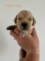 Poppy’s Orange Boy 🧡, a male Golden Retriever for sale in Seymour, MO – 6 of 7