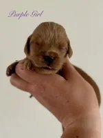 Poppy’s Purple Girl 💜, a female Golden Retriever for sale in Seymour, MO – 6 of 7