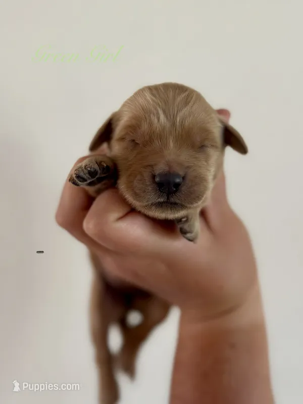 Piper’s Green Girl 💚 – Golden Retriever puppy for sale in Seymour, MO
