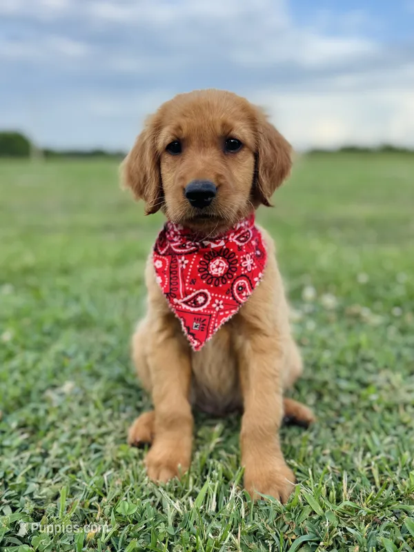 Penny’s Black Boy – Golden Retriever puppy for sale in Seymour, MO