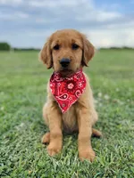Penny’s Black Boy, a male Golden Retriever for sale in Seymour, MO – 1 of 8