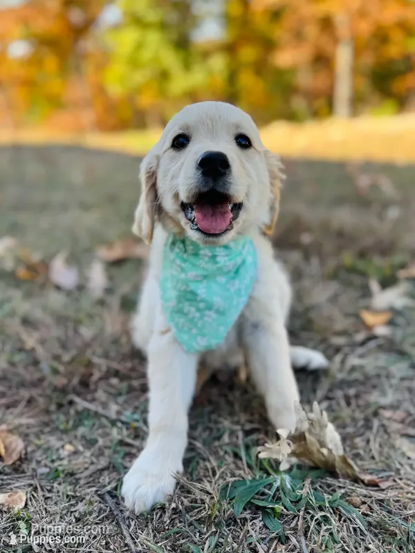 Piper’s Green Girl 💚 – Golden Retriever puppy for sale in Seymour, MO