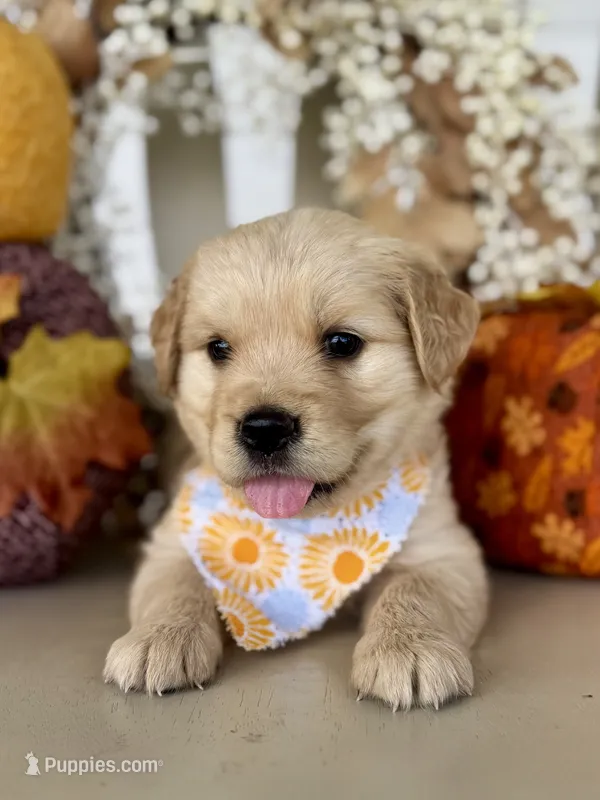 Piper’s Yellow Girl 💛 – Golden Retriever puppy on hold in Seymour, MO