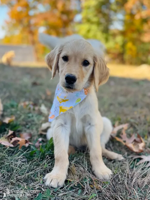 Poppy’s Orange Boy 🧡 – Golden Retriever puppy for sale in Seymour, MO