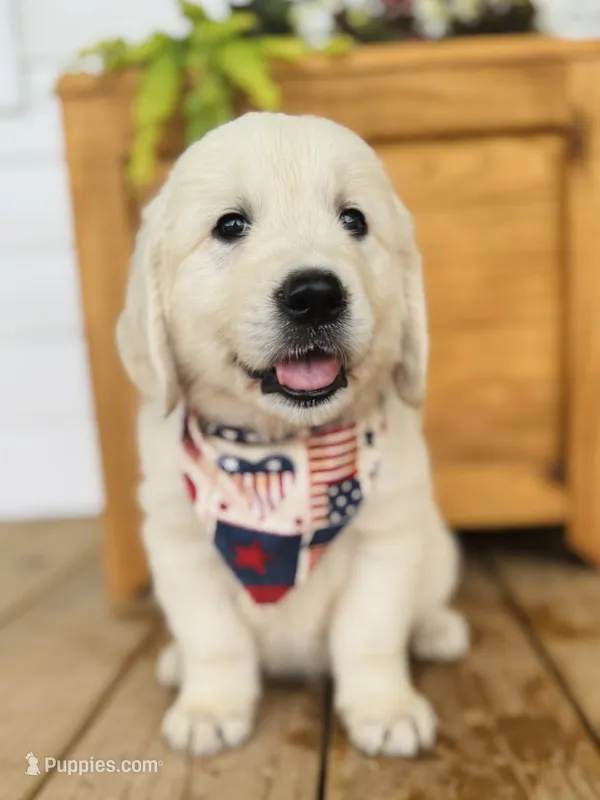Chloe’s Blue Boy – English Cream Golden Retriever puppy for sale in Seymour, MO