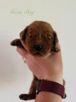 Penny’s Green Boy, a male Golden Retriever for sale in Seymour, MO – 1 of 2