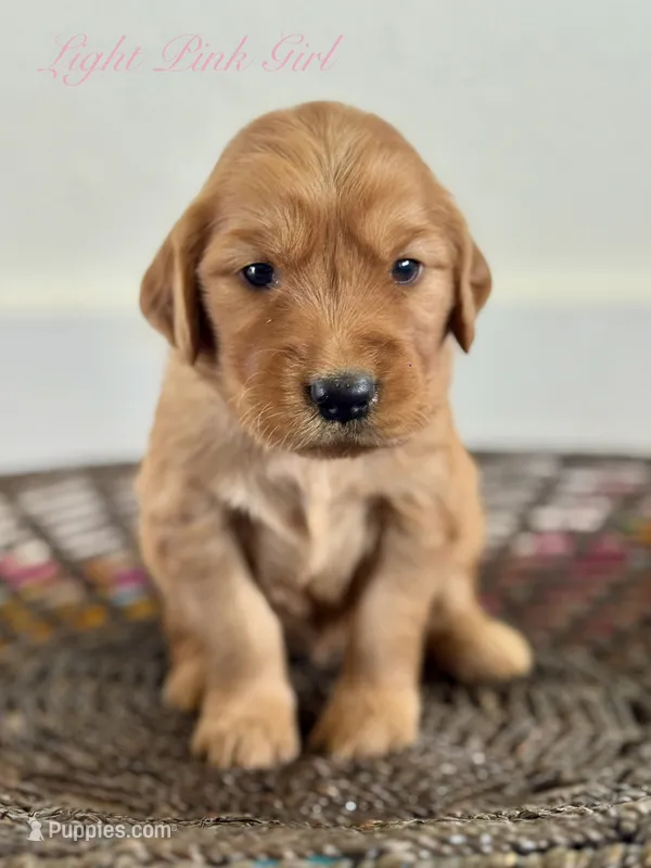 Penny’s Light Pink Girl – Golden Retriever puppy for sale in Seymour, MO