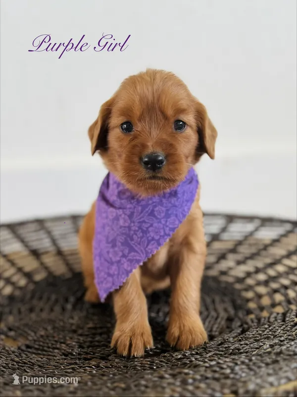 Penny’s Purple Girl – Golden Retriever puppy for sale in Seymour, MO