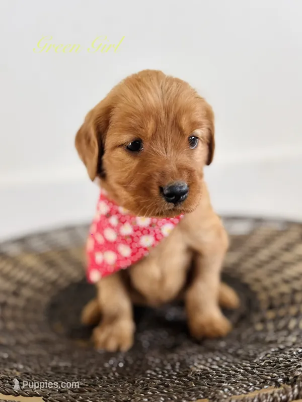 Penny’s Green Girl – Golden Retriever puppy for sale in Seymour, MO