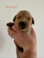 Poppy’s Red Girl ❤️, a female Golden Retriever for sale in Seymour, MO – 5 of 6