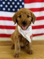Penny’s Orange Boy, a male Golden Retriever for sale in Seymour, MO – 2 of 8