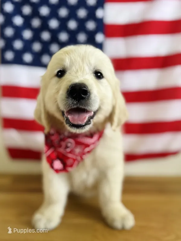 Chloe’s Black Boy – English Cream Golden Retriever puppy on hold in Seymour, MO