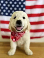 Chloe’s Black Boy, a male English Cream Golden Retriever for sale in Seymour, MO – 1 of 7