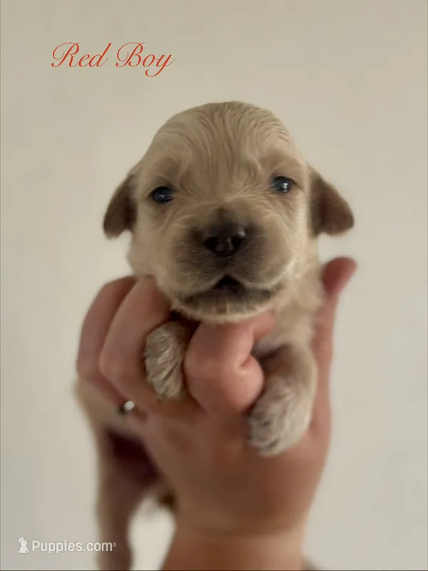 Piper’s Red Boy ❤️ – Golden Retriever puppy for sale in Seymour, MO