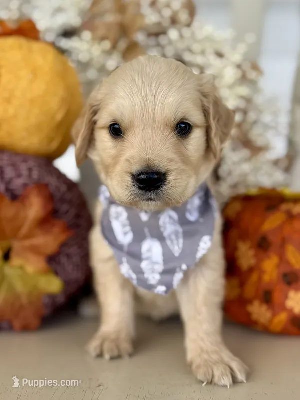Piper’s Black Boy 🖤 – Golden Retriever puppy for sale in Seymour, MO
