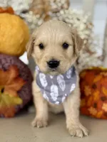Piper’s Black Boy 🖤, a male Golden Retriever for sale in Seymour, MO – 3 of 7