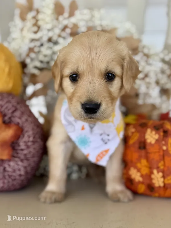 Poppy’s Orange Boy 🧡 – Golden Retriever puppy for sale in Seymour, MO